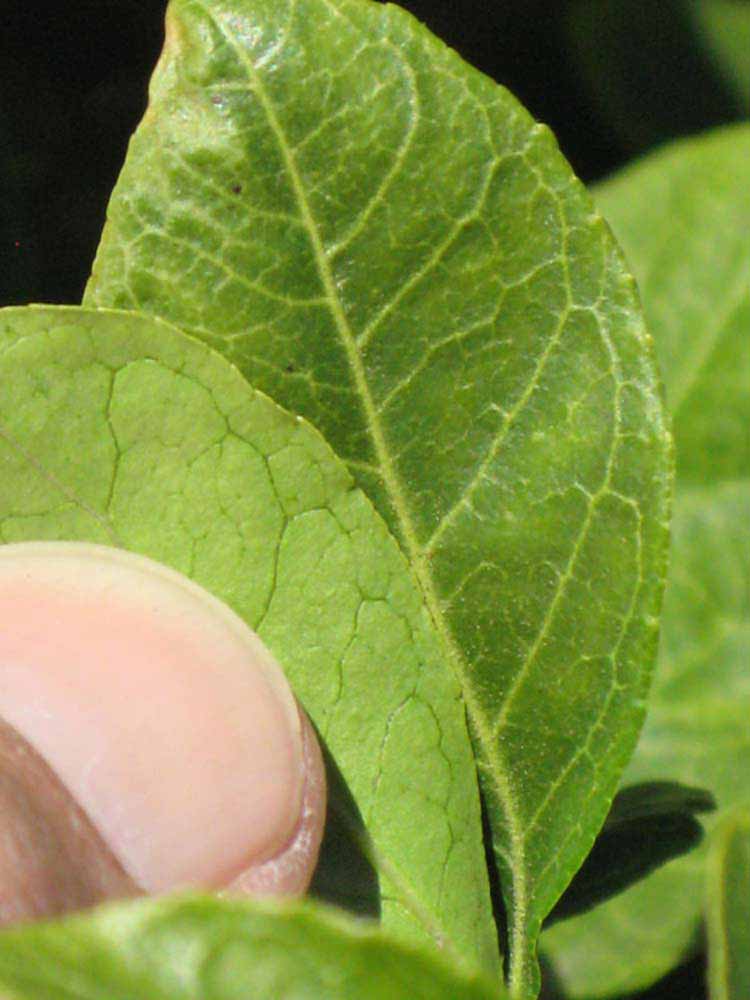                Margin (Swingle, Riverside, CA)       